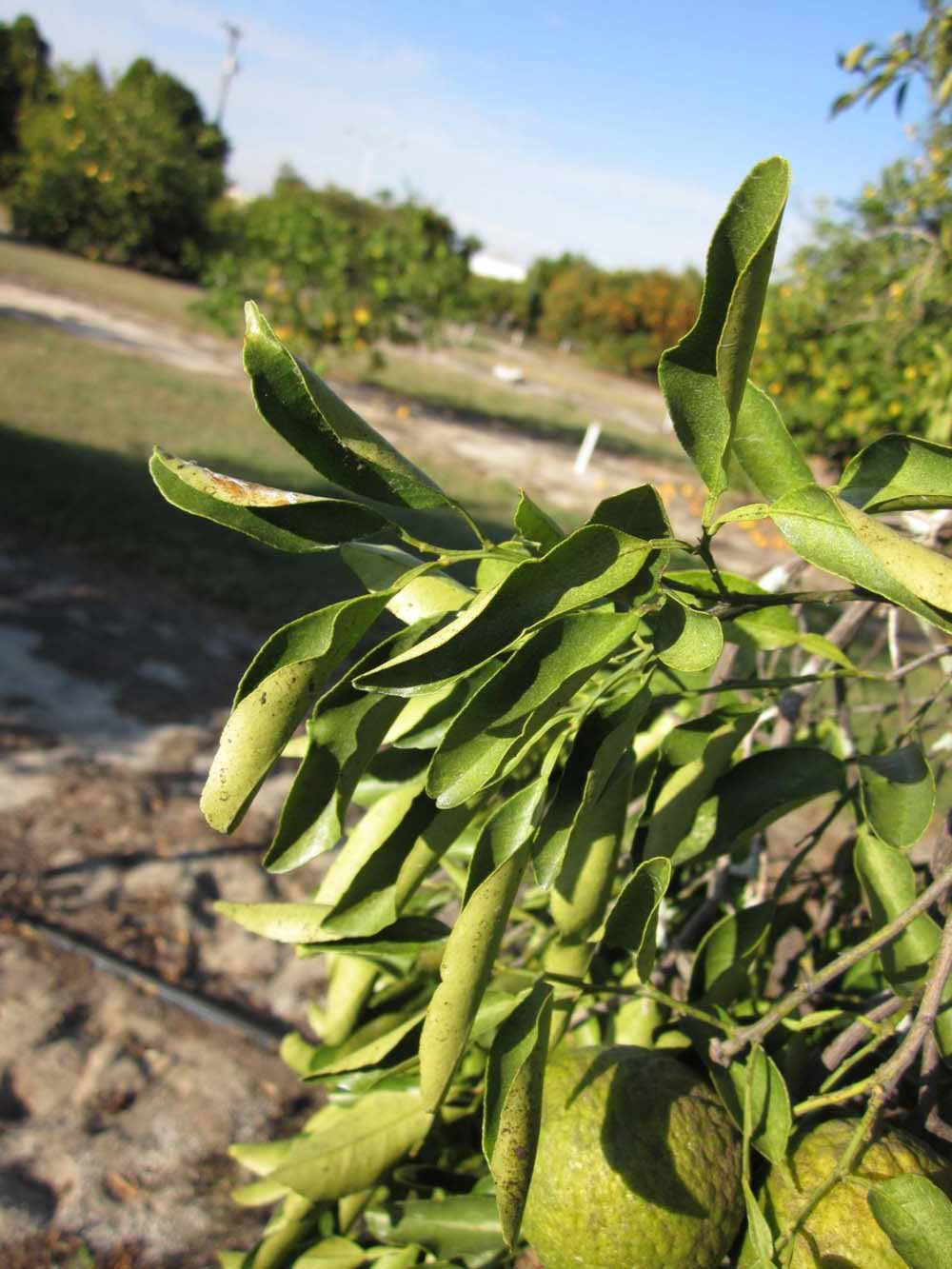            Sun leaves (Winter Haven, FL)   